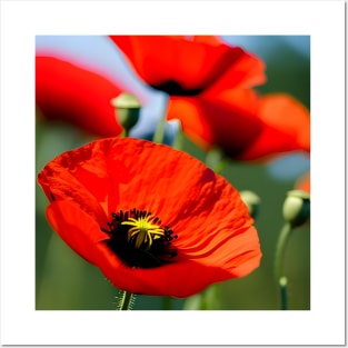 Close Up in a Field of Red Poppies (MD23Mrl009) Posters and Art